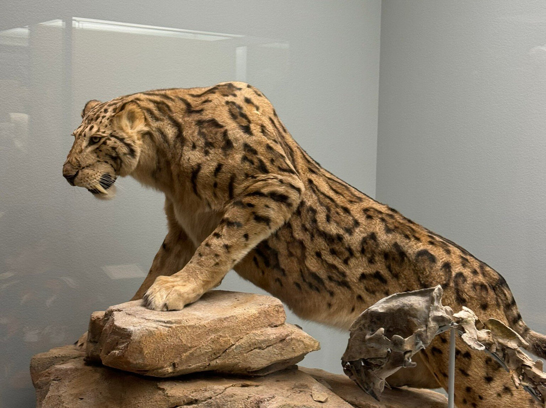 Naturhistorisches Museum Basel-巴塞尔必去景点