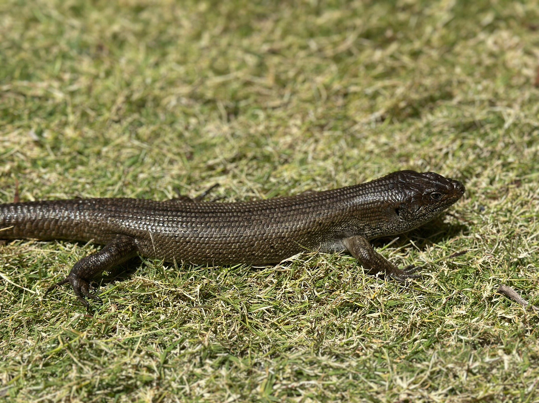 Perth Wildlife Encounters景点图片
