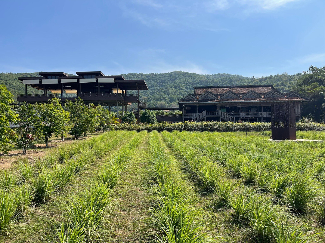 胡椒种植园-贡布必去景点