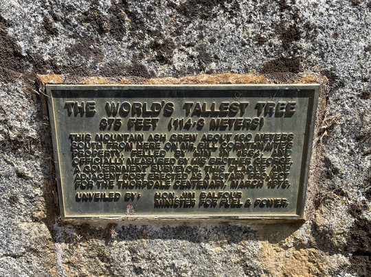 Site Of The World's Tallest Tree-Thorpdale必去景点