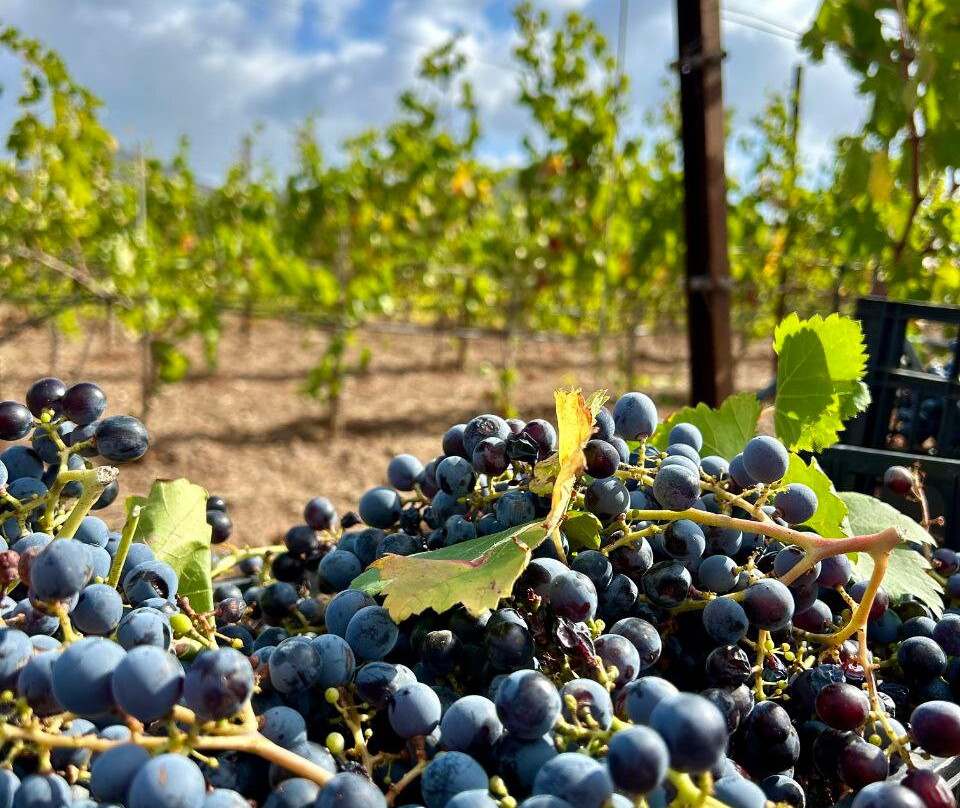 Il Vigneto Bed And Breakfast主图