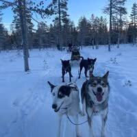 Trysil Husky景点图片