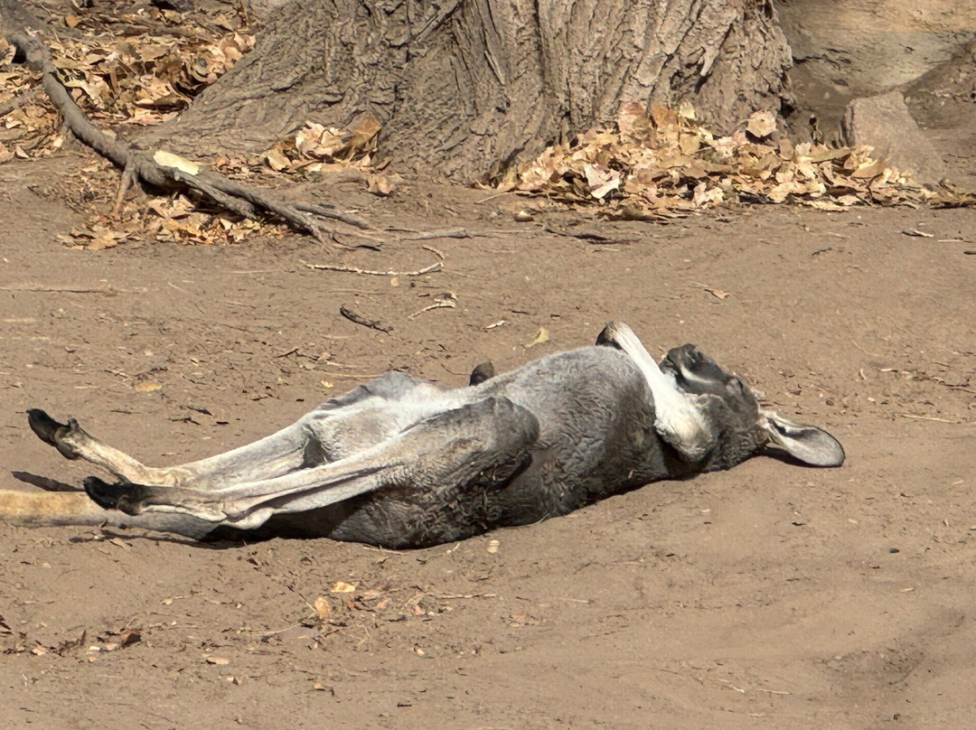 ABQ BioPark Zoo-阿尔伯克基必去景点