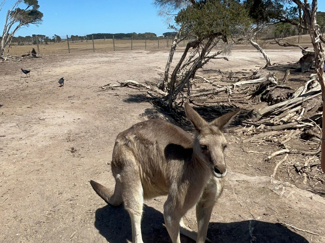 菲利普岛野生动物园-考斯必去景点