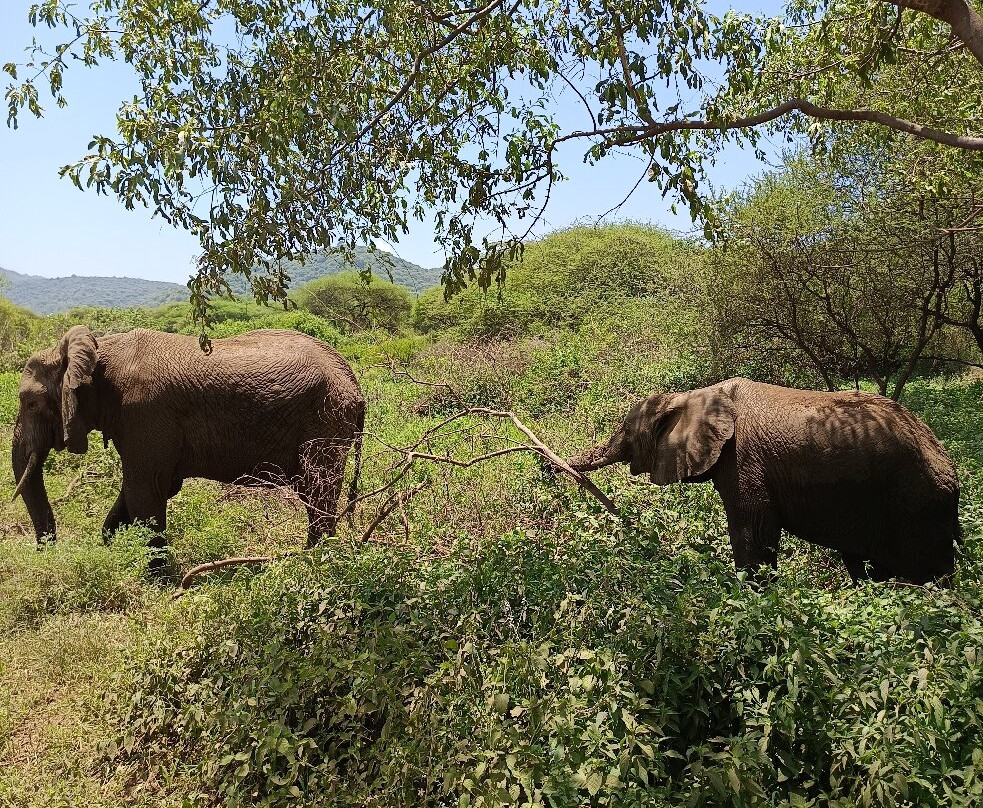 Nathan African Safari-Mto wa Mbu必去景点
