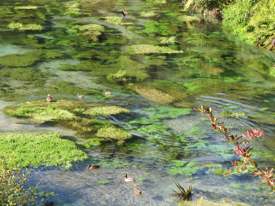 Blue Spring-普塔鲁鲁必去景点