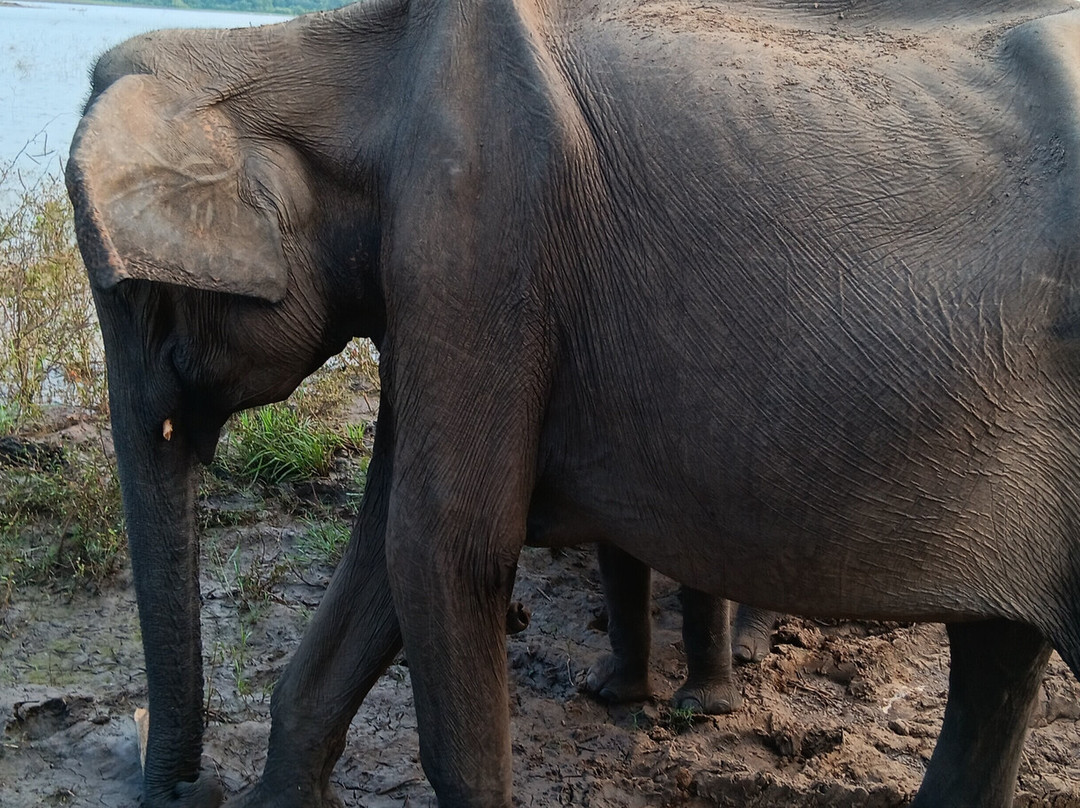 Niluka Safari景点图片