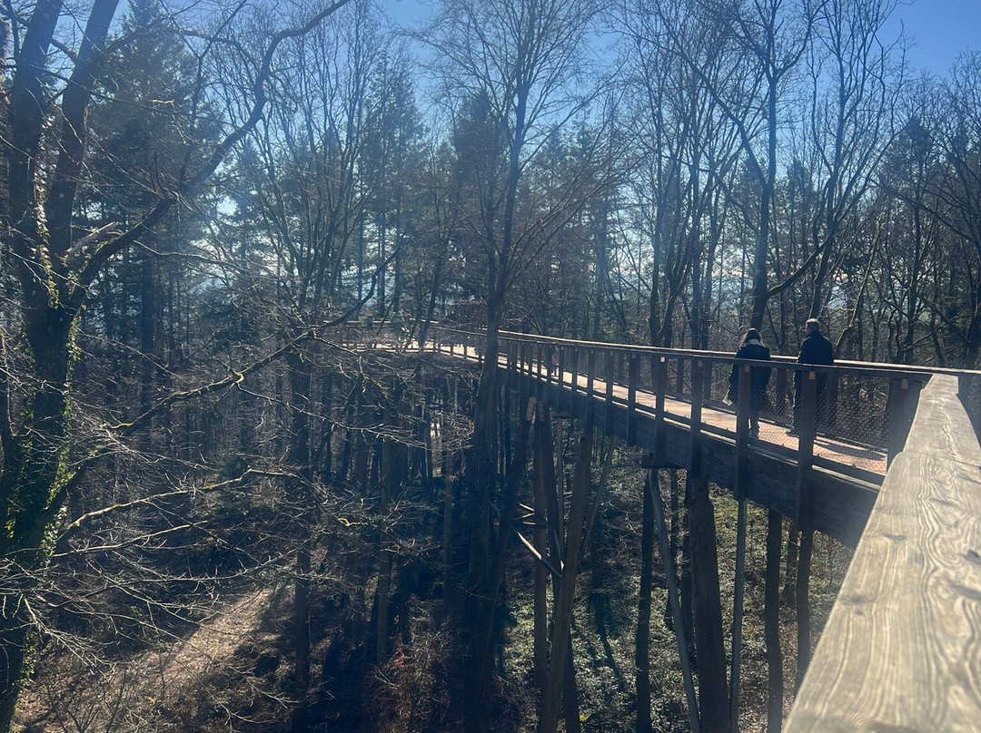 Treetop Path Saarschleife-Orscholz必去景点