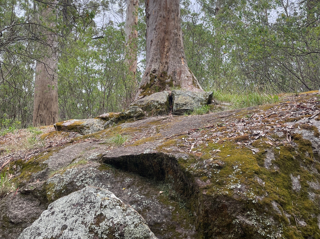 Tree In The Rock-Porongurup National Park必去景点