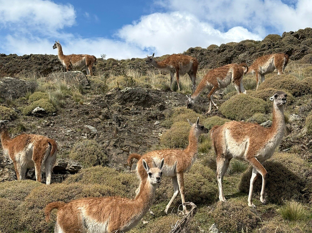 Parque Patagonia-Cochrane必去景点