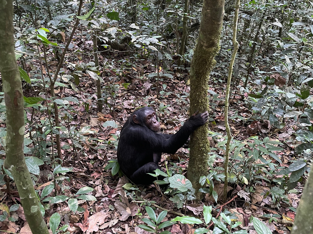 Mukisa Safaris-坎帕拉必去景点