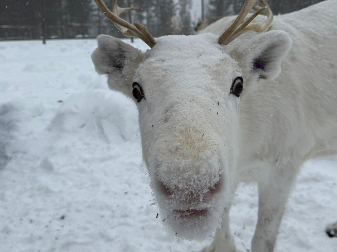 Lapland Safaris Luosto-Luosto必去景点