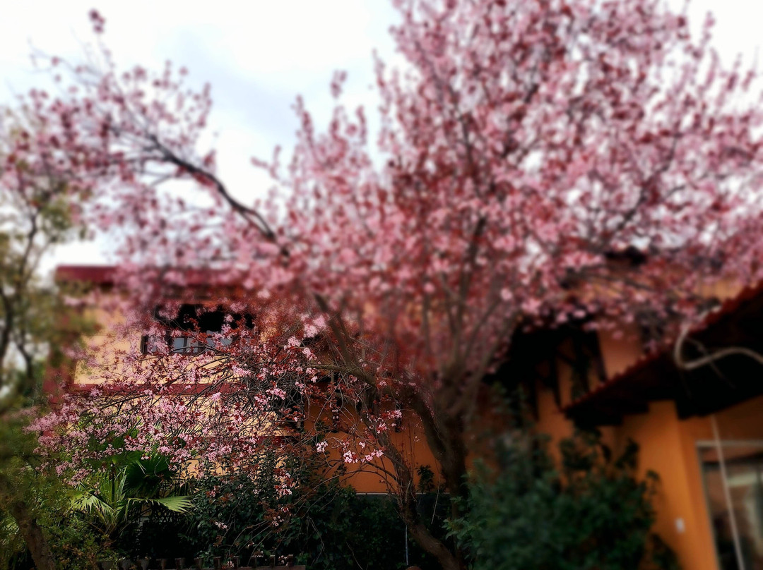 Ktima Palivou-Nemea必去景点