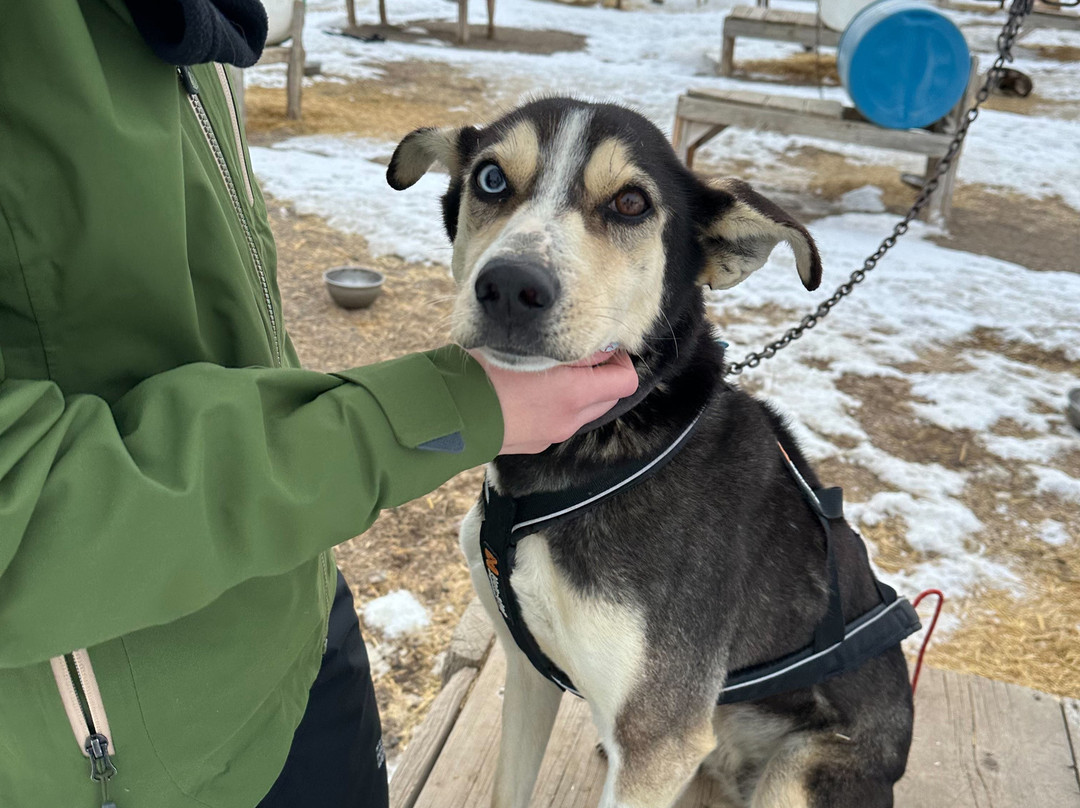 Grizzle-T Dog & Sled Works-斯廷博特斯普林斯必去景点