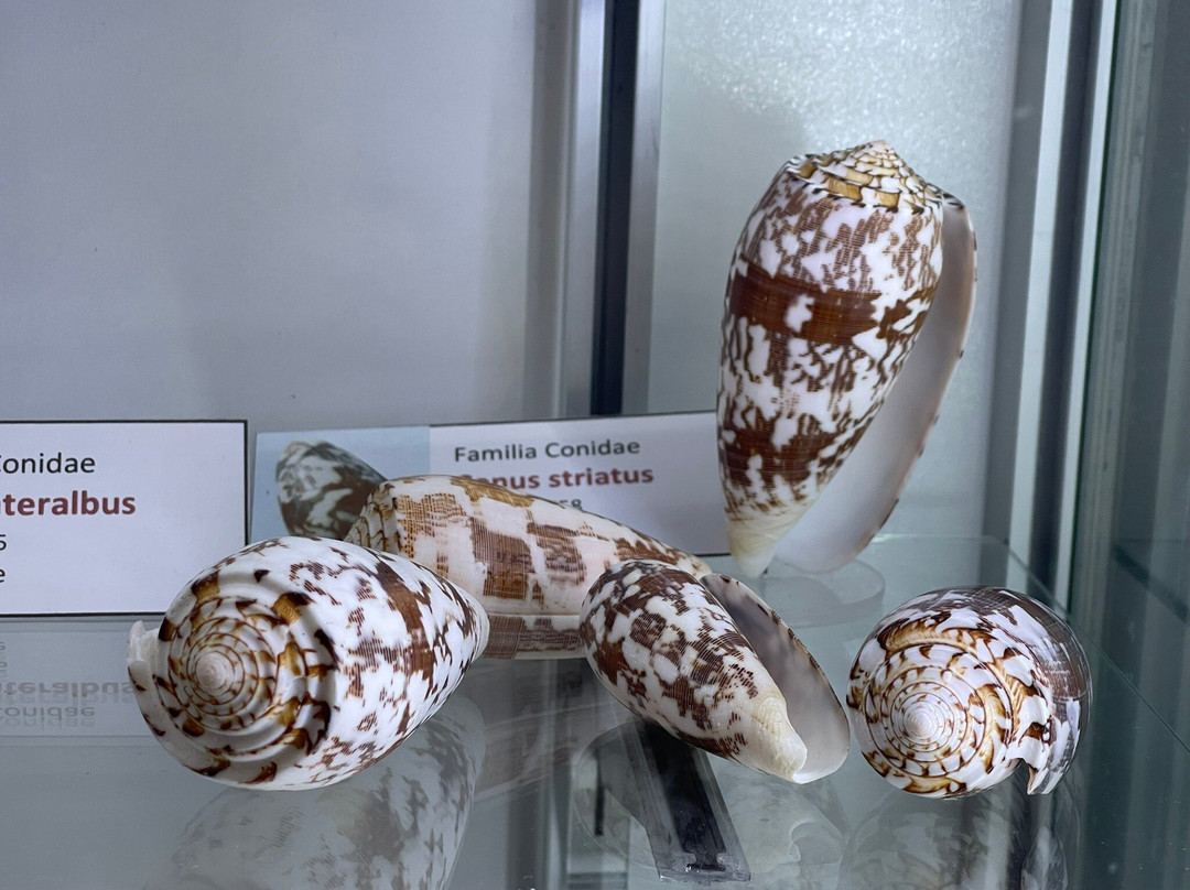 Sea Museum-阿里卡必去景点