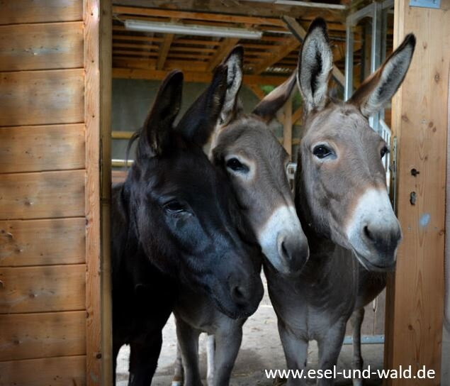 Esel Und Wald-Hemsbach必去景点