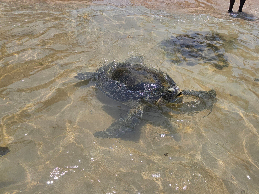 Sasha Tours-Waskaduwa必去景点