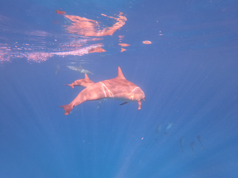 Freedom Cruises-弗力克昂弗雷克必去景点