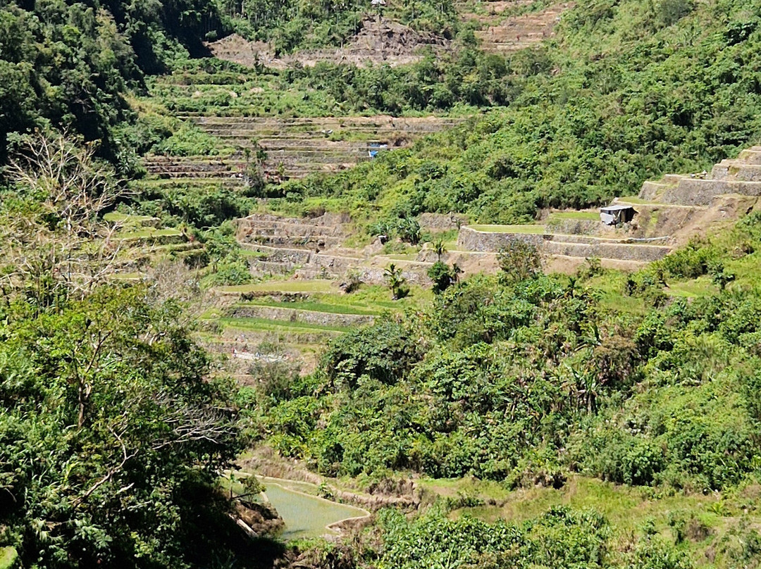 Bangaan Ifugao Rice Terraces景点图片