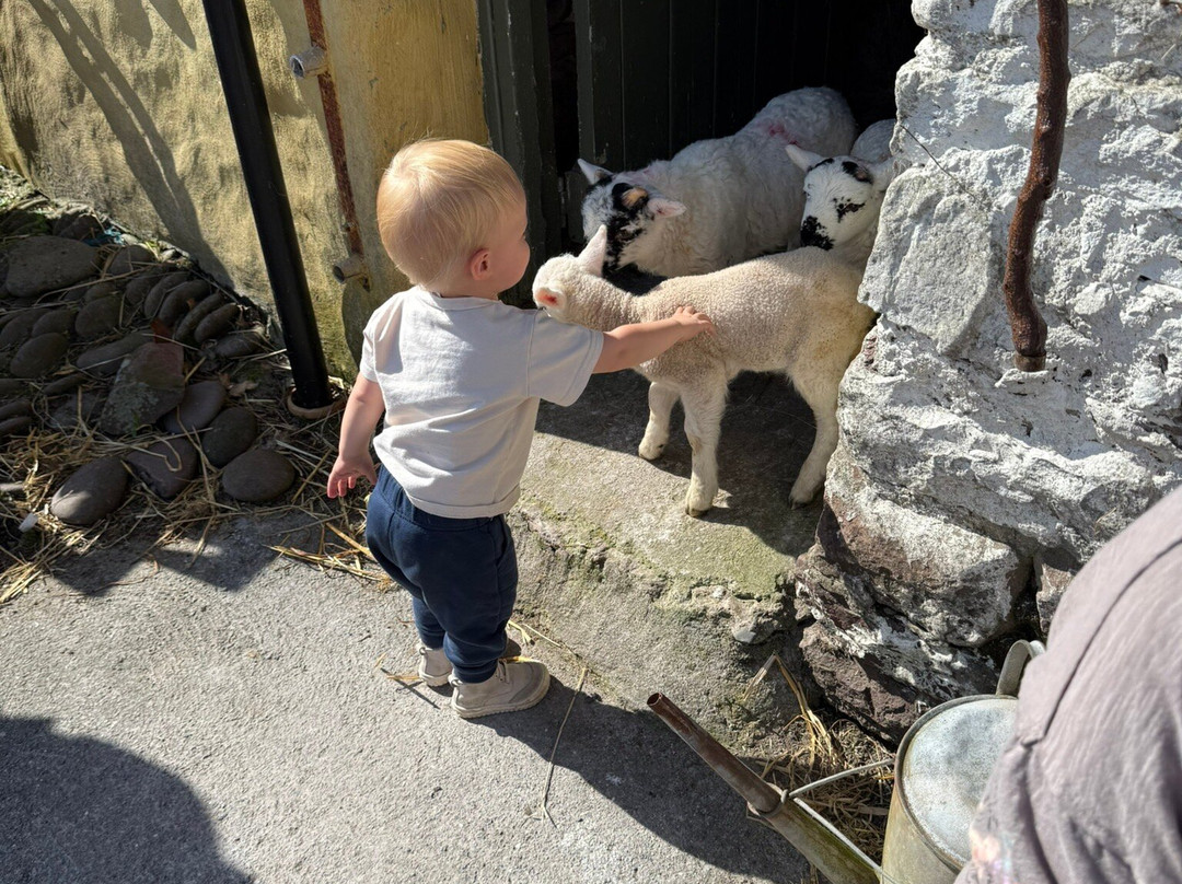 West Kerry Sheep Dog Demonstrations景点图片
