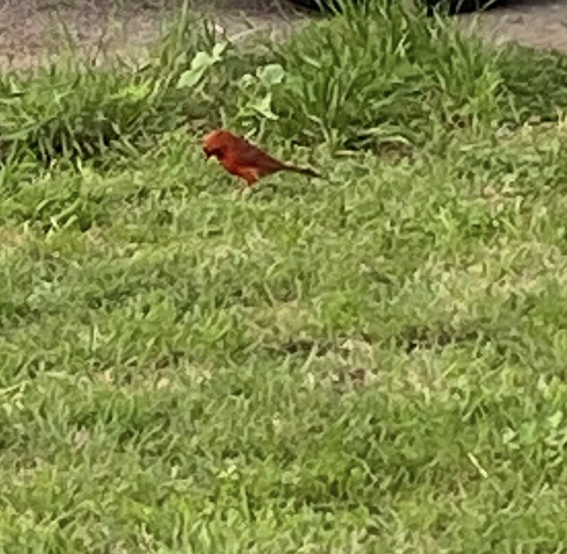 Hampton Inn Tulsa-Sand Springs主图