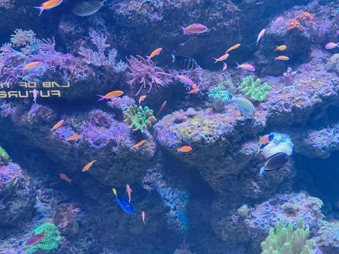 Marassi Aquarium & Underwater Zoo景点图片