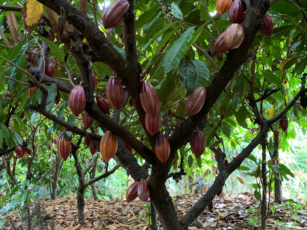 Hamakua Chocolate Farm景点图片