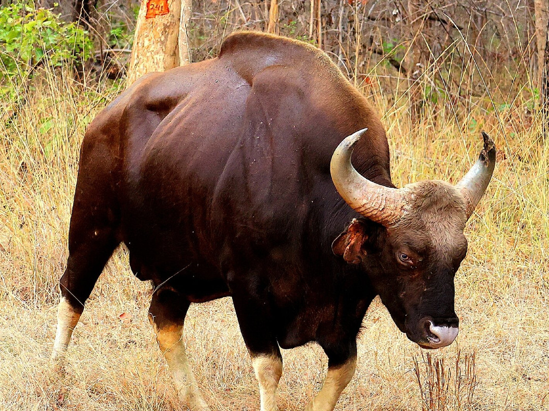 Tadoba Safari Stay Nature's Sprout主图