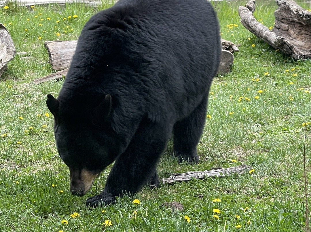 North American Bear Center-伊利必去景点