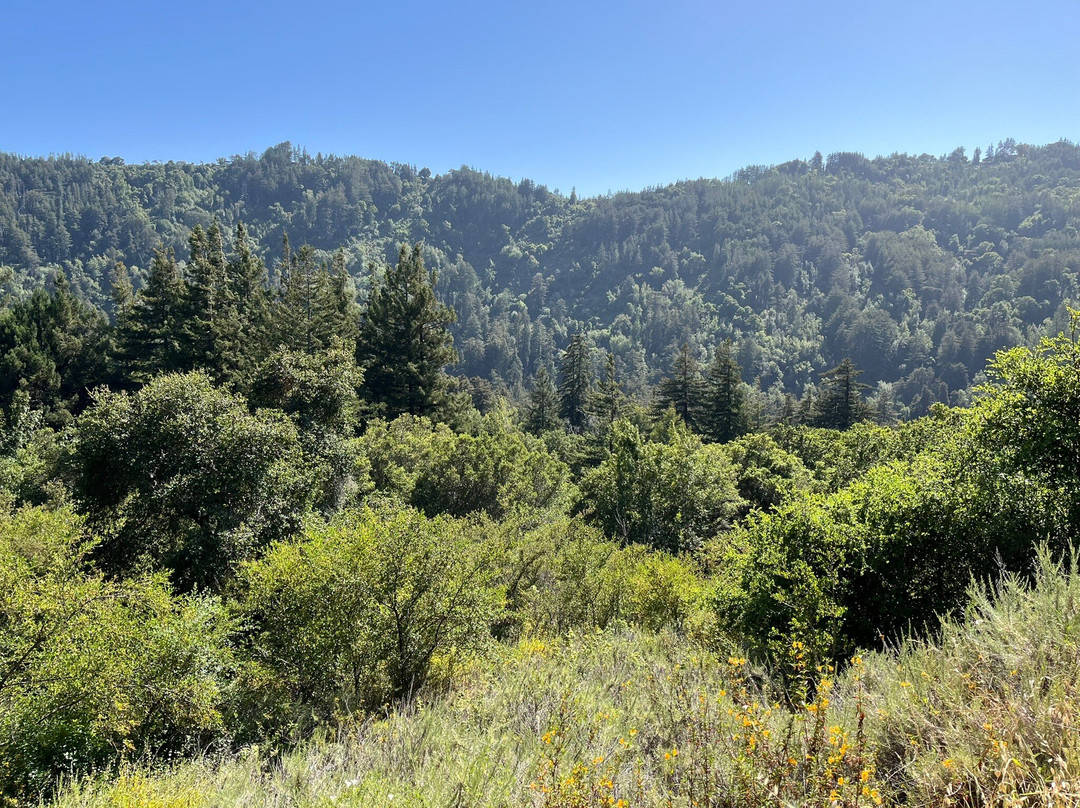 Pfeiffer Big Sur State Park-大苏尔必去景点