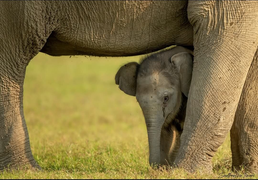 Jim Corbett Jungle Safari JCJS Jeep Safari景点图片