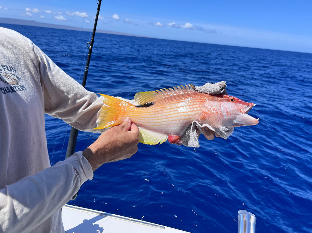 Maui Fun Charters-玛阿拉也亚必去景点