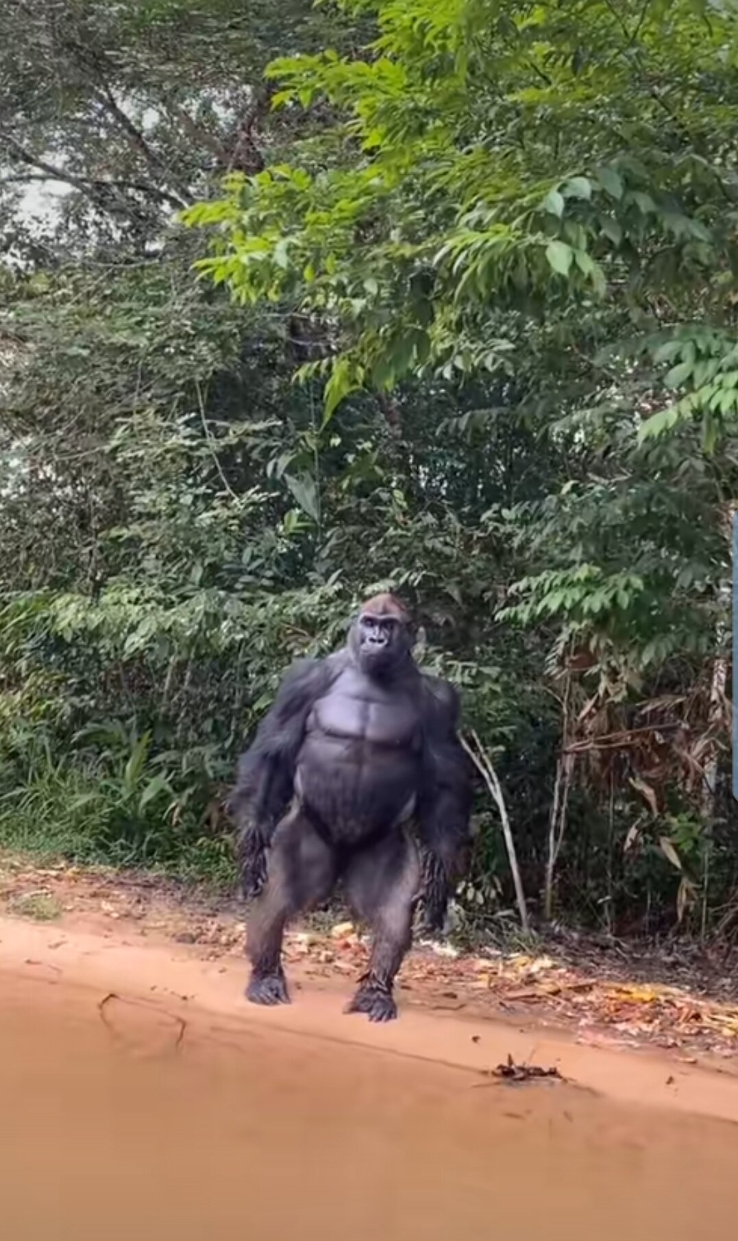 Gorilla Safari Lodge-官方