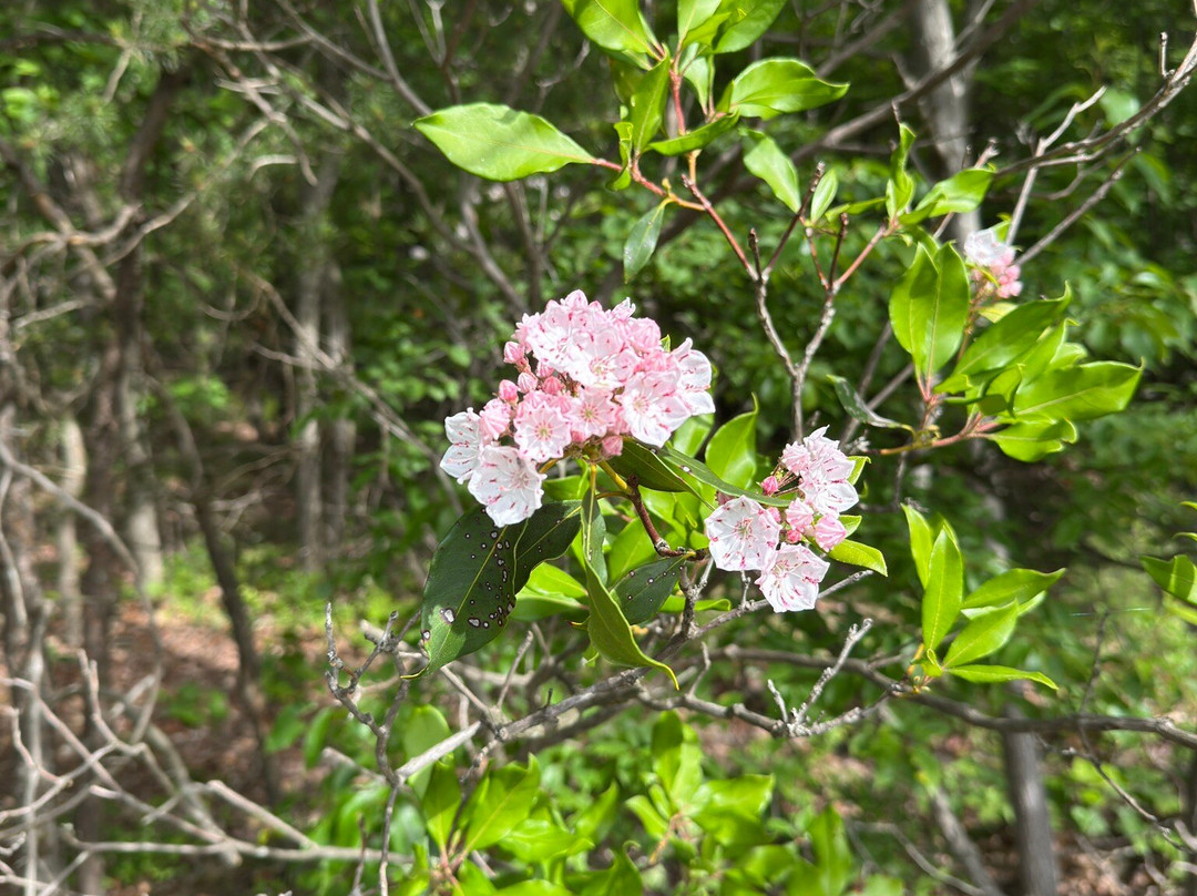 Greenbrier State Park景点图片