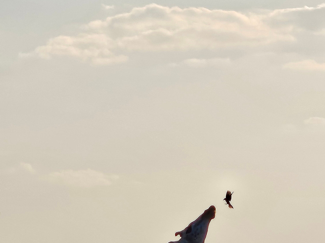 Mukuta Travels & Tours-Iringa必去景点