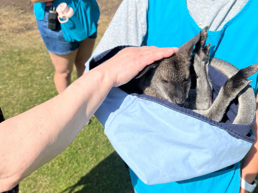 Kangaroo Creek Farm-基洛纳必去景点
