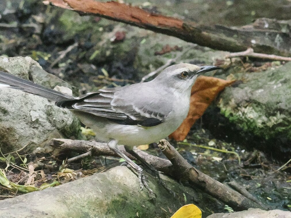 Washington-Slagbaai National Park Visitor Center Museum-Washington-Slagbaai National Park必去景点