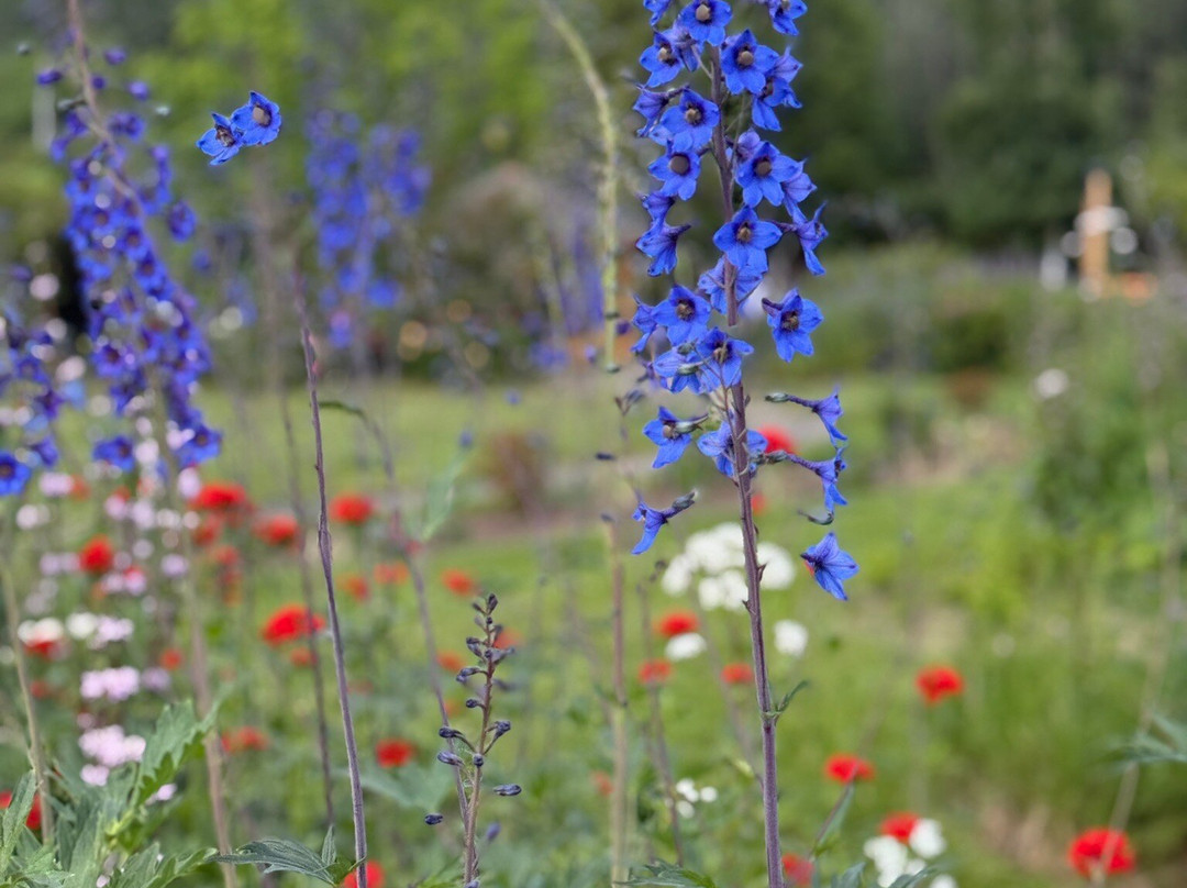 Georgeson Botanical Garden-费尔班克斯必去景点