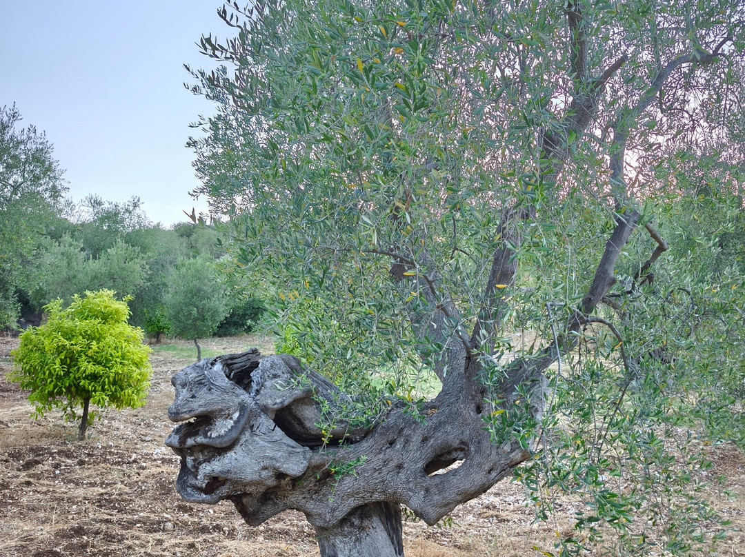 Olio Biscotti-维耶斯泰必去景点