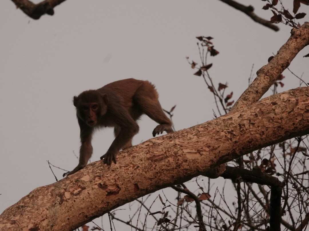Jaldapara National Park-Alipurduar District必去景点