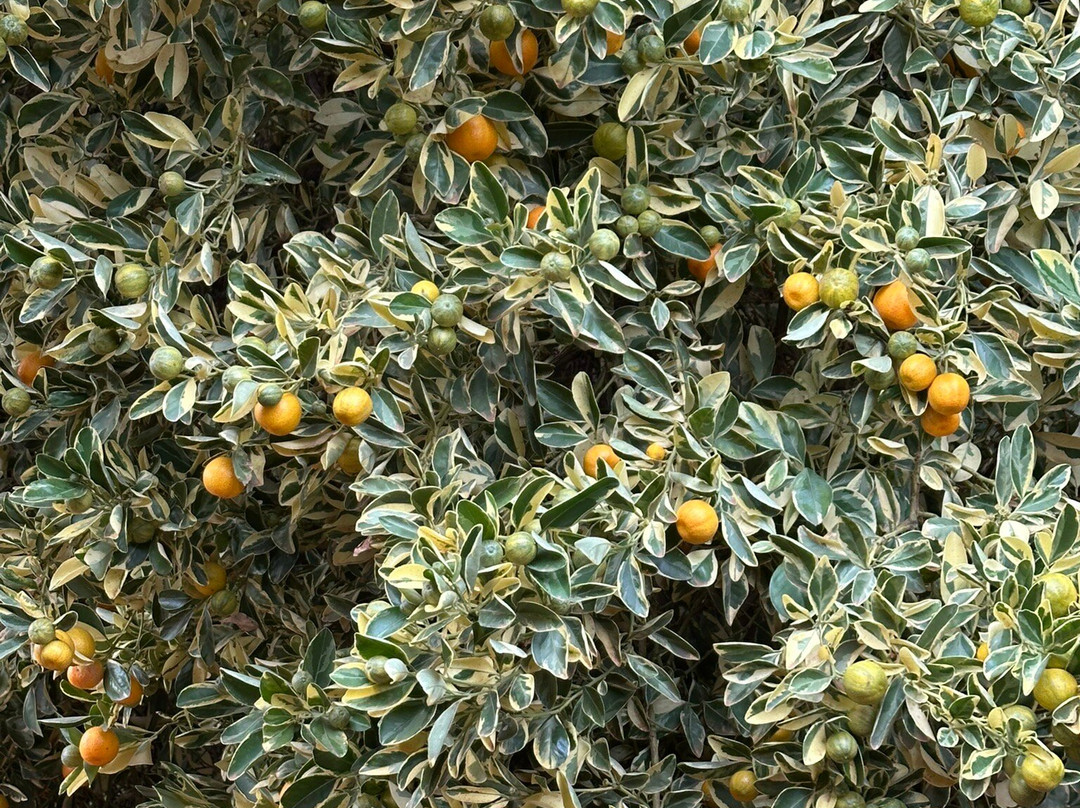 Orange World-Buronga必去景点