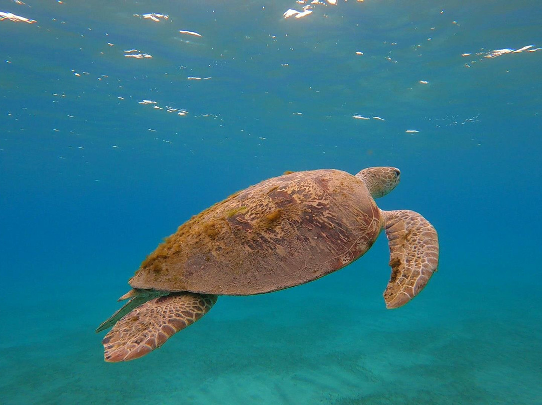 Marsa Alam City Taxi-马萨阿拉姆必去景点