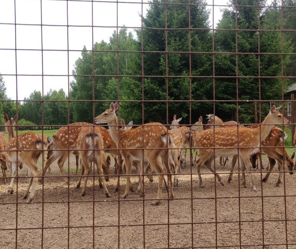 Koporye Eco-Trail-Balakhna必去景点
