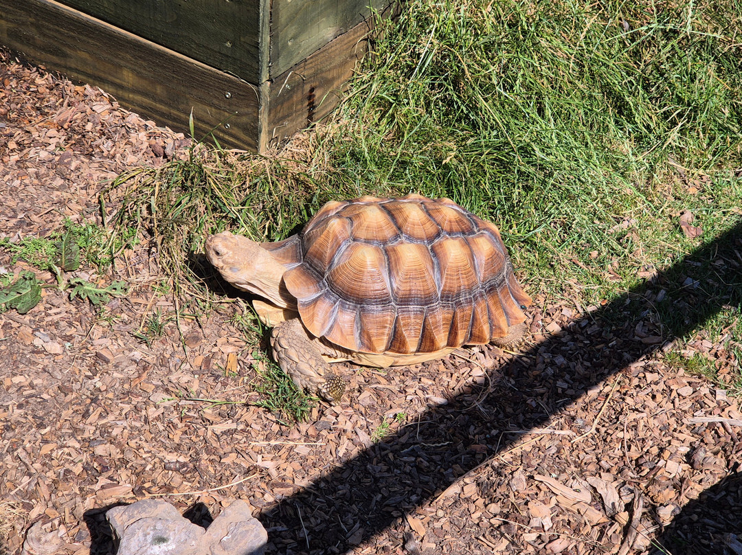 Totnes Rare Breeds Farm-托特尼斯必去景点