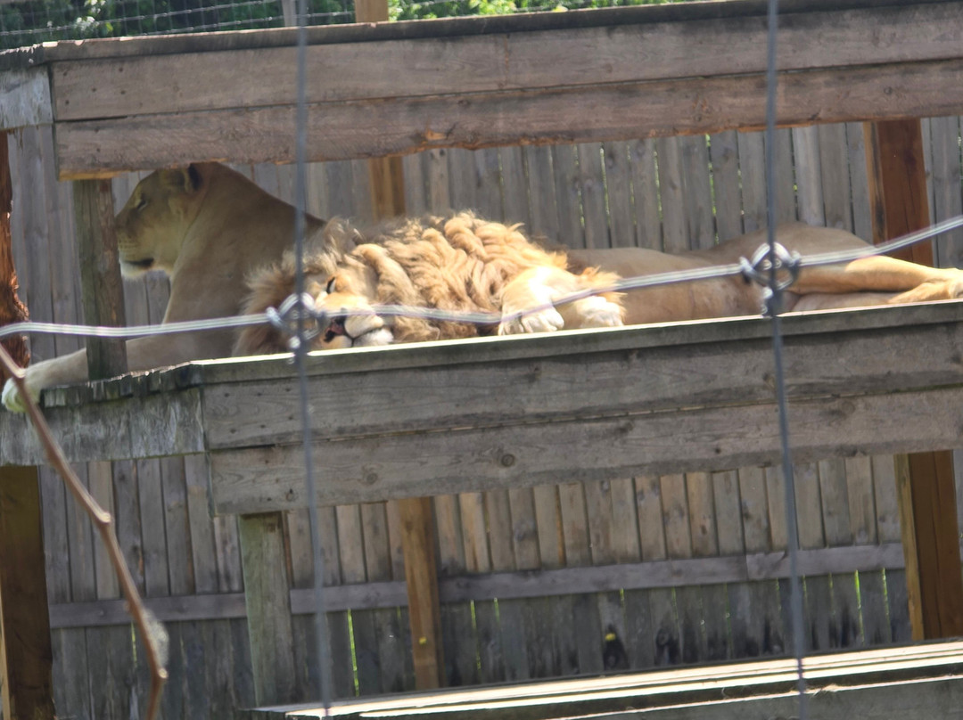 Elmvale Jungle Zoo-Elmvale必去景点