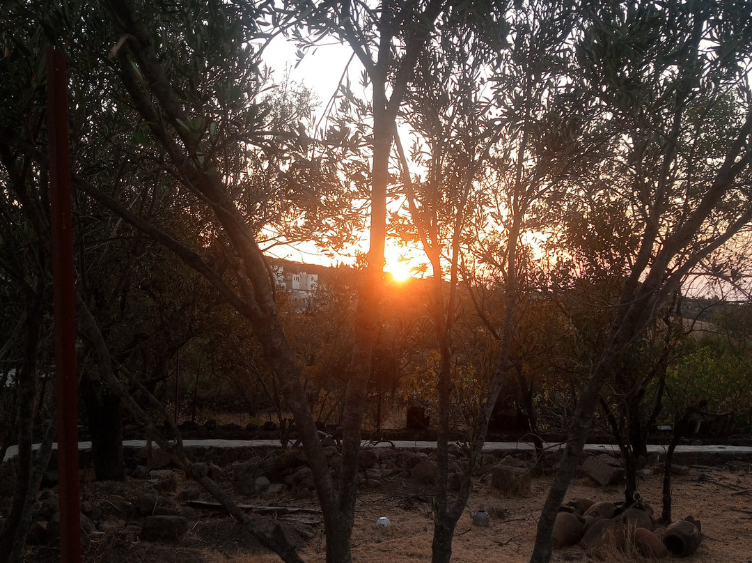 Alterna Koy Evi主图