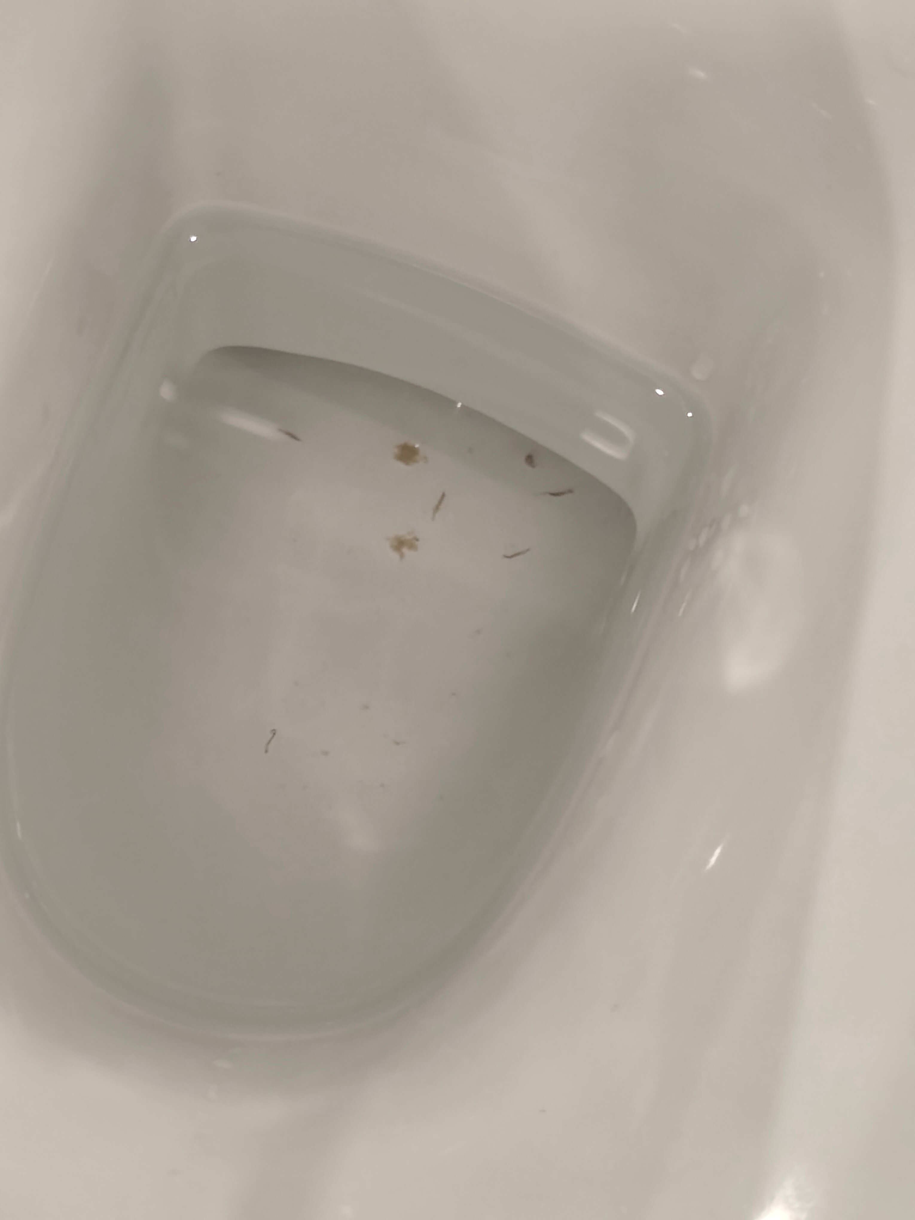 Westlodge Hotel-官方