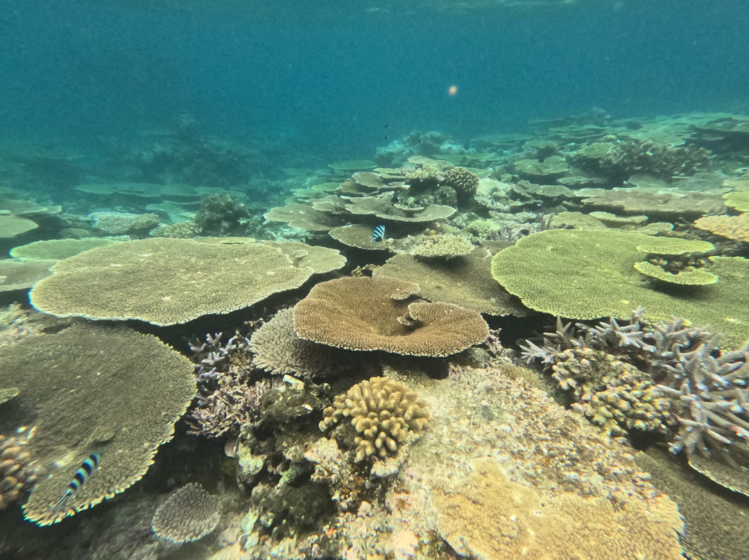 IRIOMOTE ADVENTURE PiPi-竹富町西表岛必去景点