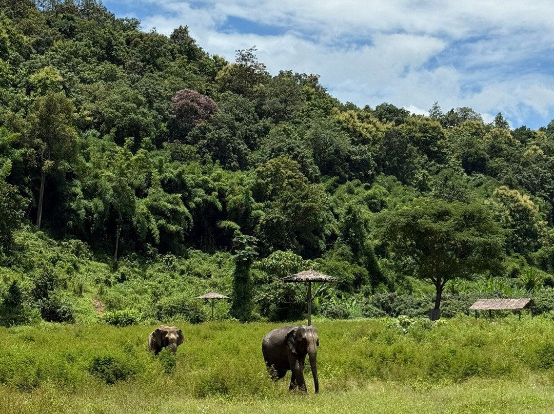 Lanna Kingdom Elephant Sanctuary-清迈必去景点