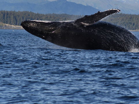 Kodiak Alaskan Adventures-Kodiak必去景点